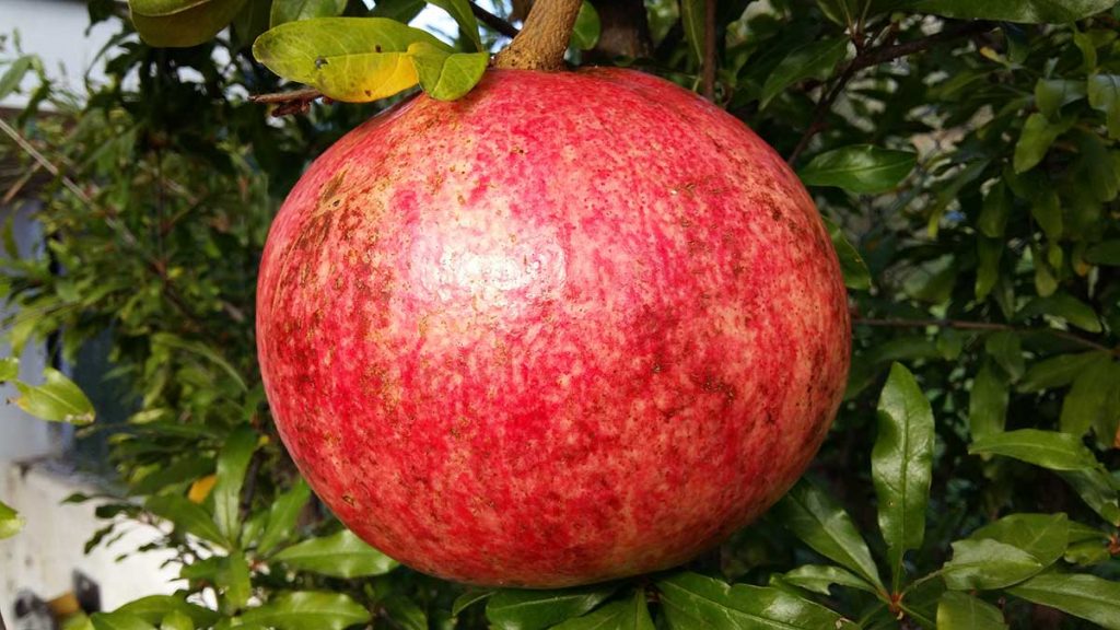 Ψήφισμα για τον θάνατο του Χρήστου Κακούσιου