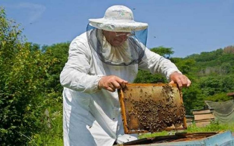 Κατηγορείται ότι δηλητηρίασε μέλισσες από 40 κυψέλες