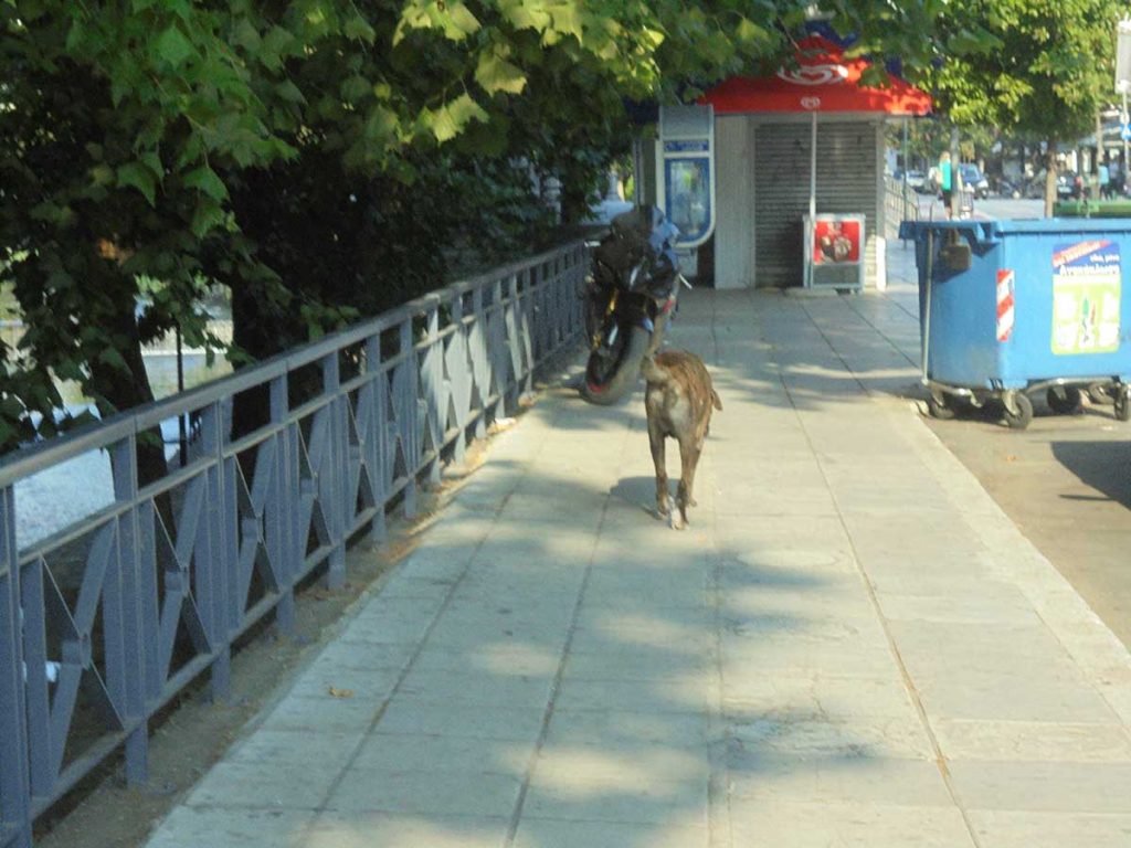 Σε κλοιό των αδέσποτων …. Άγημα της ΣΜΥ