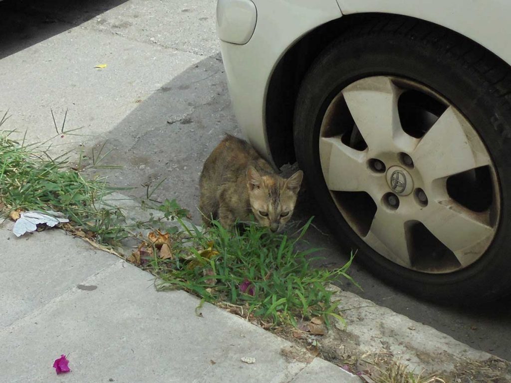​Η γάτα …πρόβατο των Τρικάλων