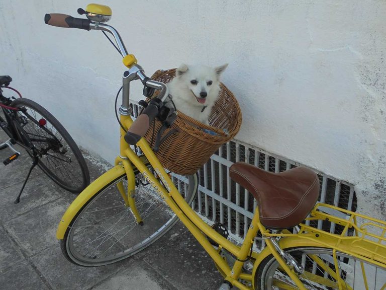 Όταν το καλαθάκι έχει και άλλες …χρήσεις