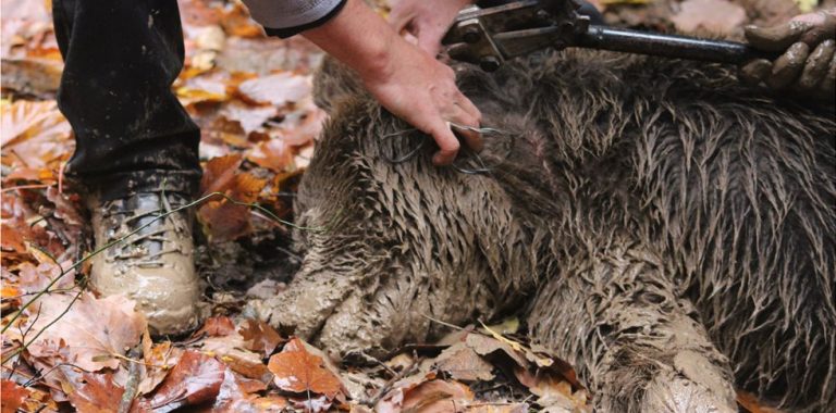 Επιχείρηση απεγκλωβισμού αρκούδας από παράνομη παγίδα για αγριογούρουνα