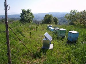 H ΚΑΛΛΙΣΤΩ ενημερώνει για πιθανές λύσεις στο πρόβλημα των ζημιών από αρκούδα και λύκο