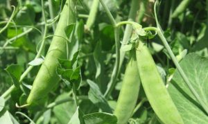 Σεμινάριο με θέμα «Η καλλιέργεια των ψυχανθών»