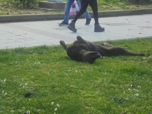 Ανέβασε ….χοληστερίνη