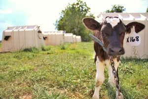 Μπήκαν σε στάβλο και άφησαν μόνο το …δέρμα από μοσχαράκια