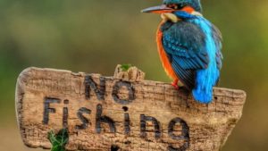 Απαγορευτικό της Περιφερειακής Ενότητας Τρικάλων για …αλιεία