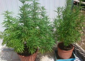 Το εγκαταλειμμένο κτίριο με τις γλάστρες με …χασίς