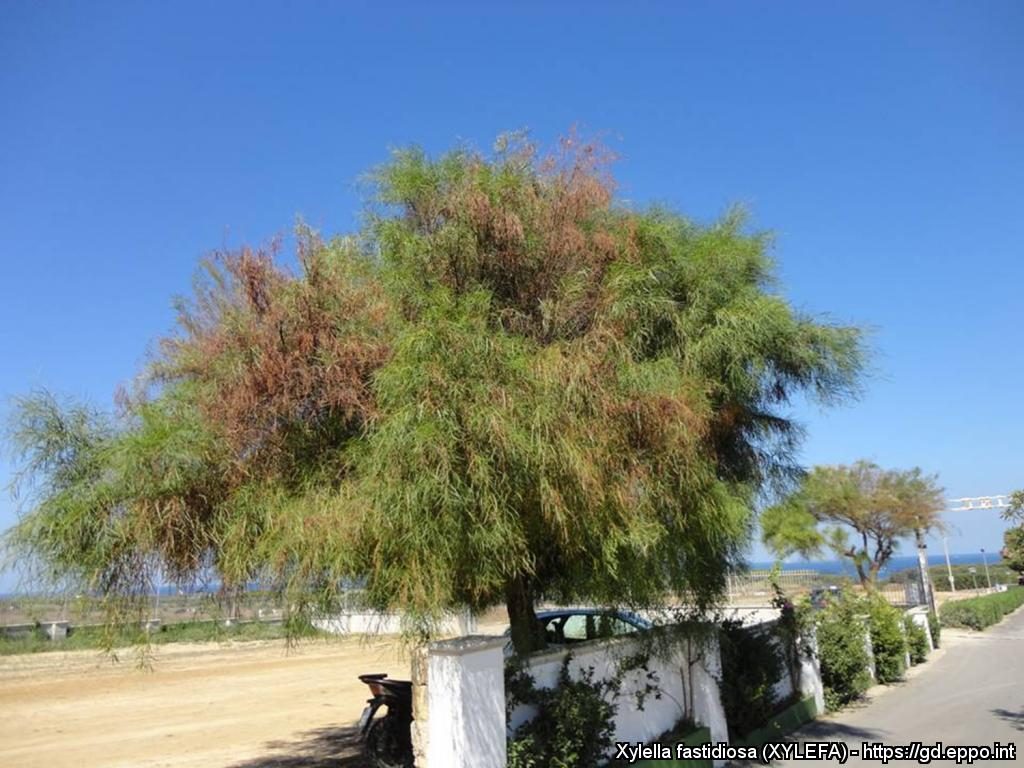 Ενημέρωση για τον οργανισμό καραντίνας Xylella fastidiosa