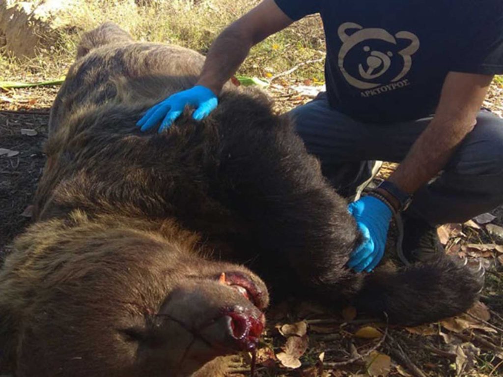 ​Τροχαίο ατύχημα με νεκρή αρκούδα 390 κιλών στην Καστοριά