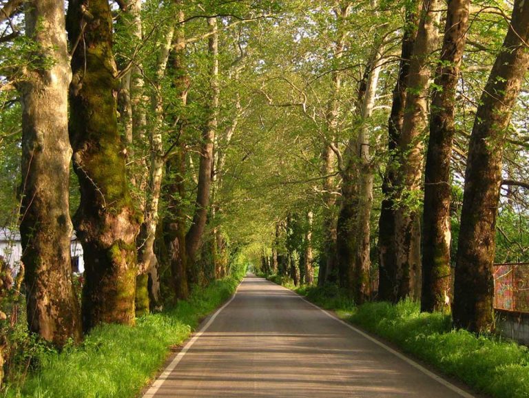 ​Το Δημοτικό Ωδείο Τρικάλων, τα πλατάνια και οι κομήτες πολιτικοί