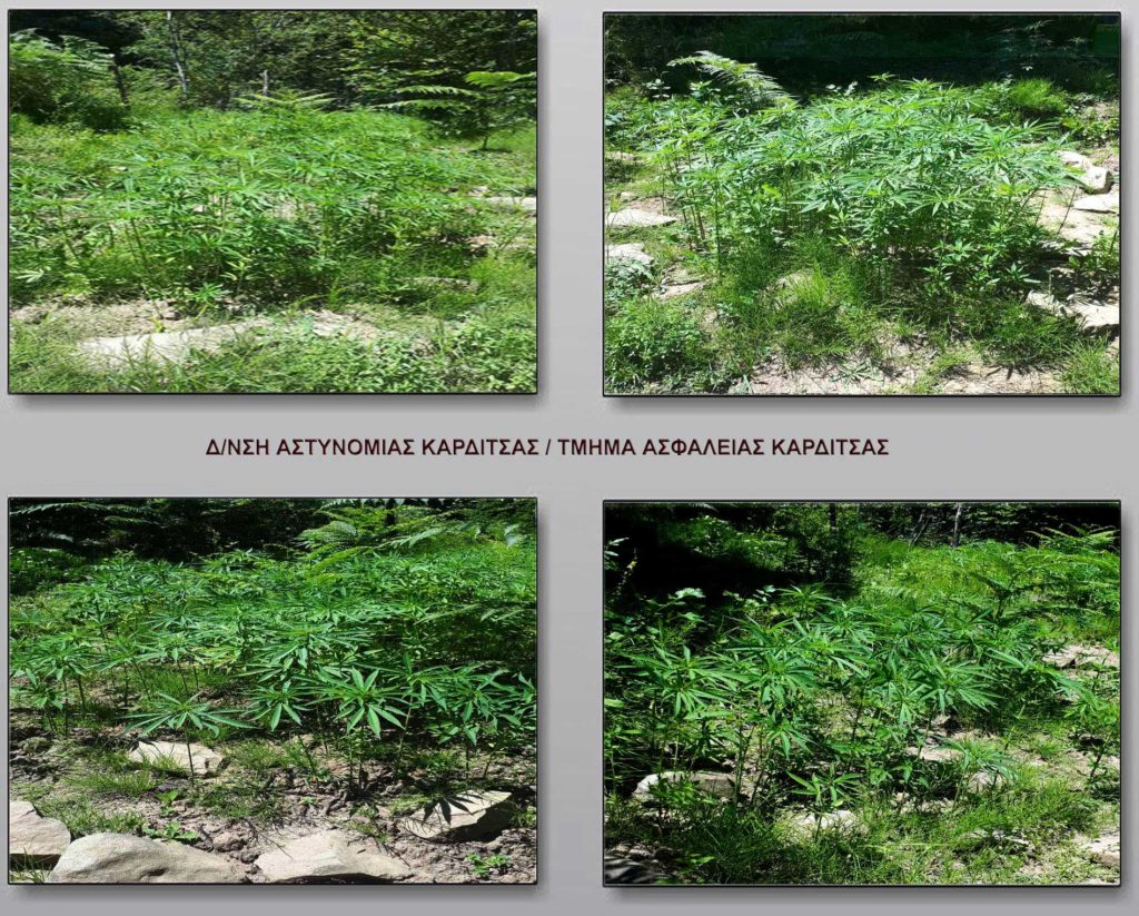 Σύλληψη Καρδιτσιώτη να καλλιεργεί 736 δενδρύλλια κάνναβης