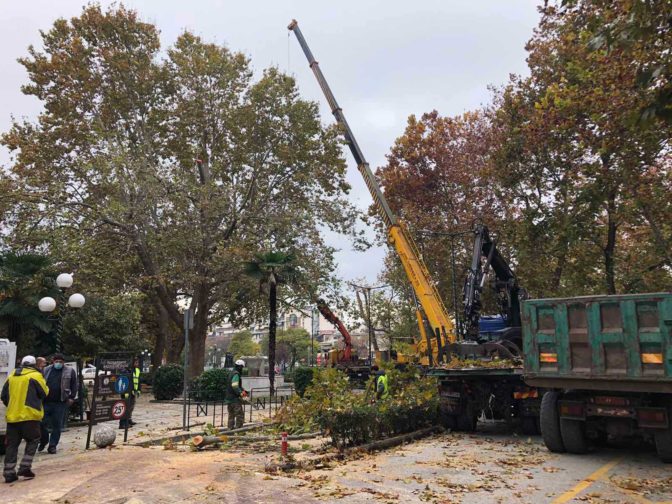 Προστασία δέντρων και πεζών με κλαδευτικές εργασίες από τον Δήμο Τρικκαίων