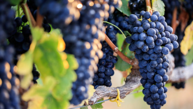 Πρόγραμμα αναδιάρθρωσης και μετατροπής των αμπελώνων περιόδου 2021/2022