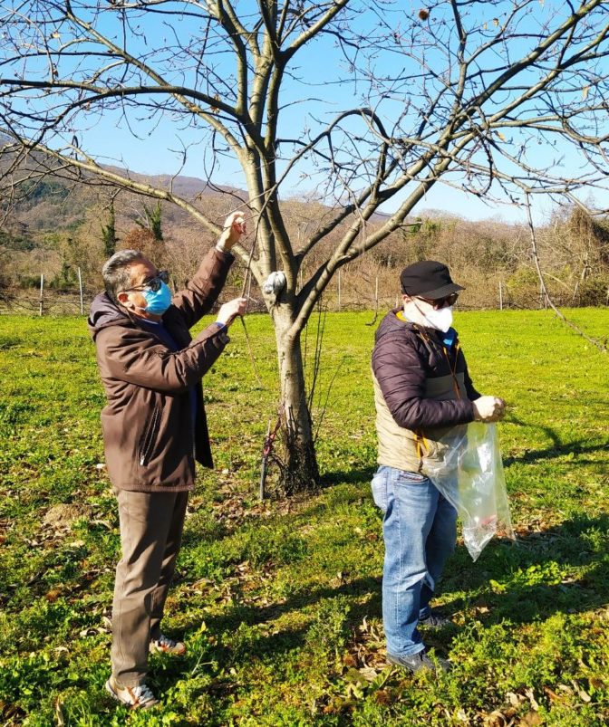 Προστασία της καστανοκαλλιέργειας από την Περιφέρεια Θεσσαλίας
