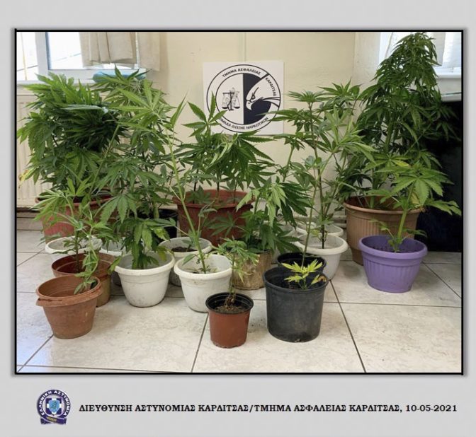 Συνελήφθη Καρδιτσιώτης που καλλιεργούσε δενδρύλλια κάνναβης