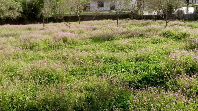 Υπενθύμιση του Δήμος Τρικκαίων για τον καθαρισμό ιδιωτικών οικοπέδων