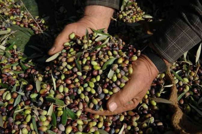 Καταστροφή για τους ελαιοπαραγωγούς σε Εύβοια και Φθιώτιδα