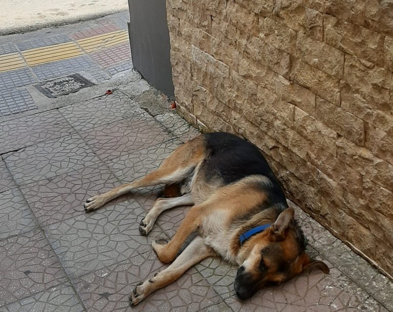 «ΣΤΟ ΜΟΥΖΑΚΙ ΕΠΙΚΙΝΔΥΝΗ ΚΑΝΤΙΝΑ ΑΔΕΣΠΟΤΩΝ… ΑΝΤΙ ΓΙΑ ΑΣΦΑΛΕΣ ΚΑΤΑΦΥΓΙΟ»