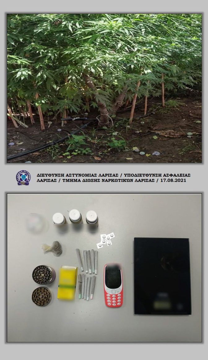 ΛΑΡΙΣΑ: Εντοπίστηκε στο δήμο Κιλελέρ φυτεία με 146 δεντρύλλια κάνναβης