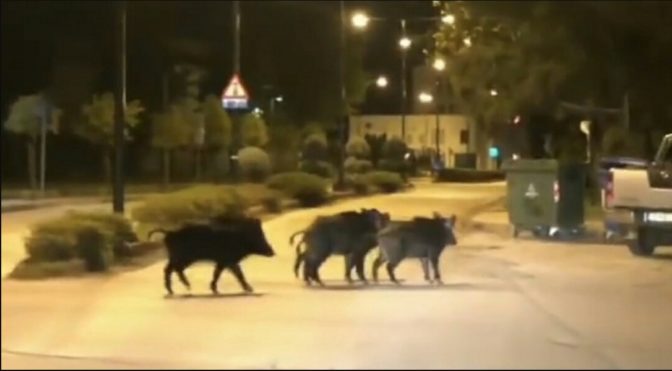 Σύγκρουση οδηγού αυτοκινήτου με αγριογούρουνα στην ΠΑΘΕ, στο ύψος των Τεμπών