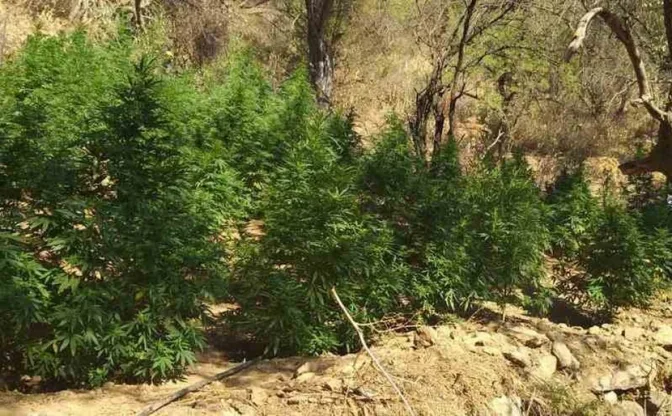 Εντοπίστηκε και εκριζώθηκε χασισοφυτεία 254 δεντρυλλίων στο Ρέθυμνο