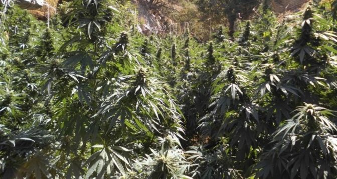 ΚΡΗΤΗ: Εντοπίστηκε καλλιέργεια κάνναβης, και συνελήφθη άντρας επίσης για όπλα και ναρκωτικά
