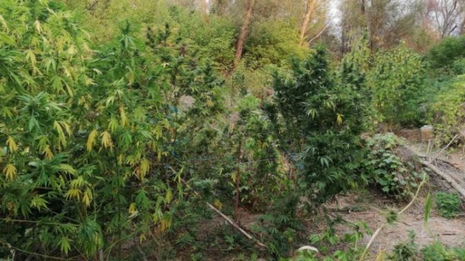 Τέσσερα άτομα καλλιεργούσαν κάνναβη σε περιοχή της Ημαθίας. Ξεριζώθηκαν 48 δεντρύλλια, και συνελήφθησαν
