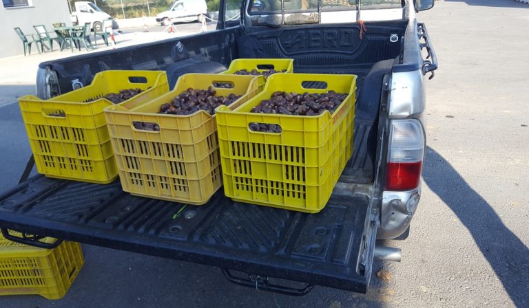 Αμπελάκια: Σήμερα πρωί-πρωί έφυγε από το συνεταιρισμό το πρώτο φορτίο κάστανα για την Ιταλία!