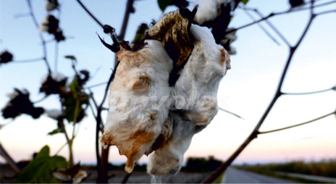 Σε απόγνωση οι βαμβακοπαραγωγοί και οι καπνοπαραγωγοί του νομού Τρικάλων