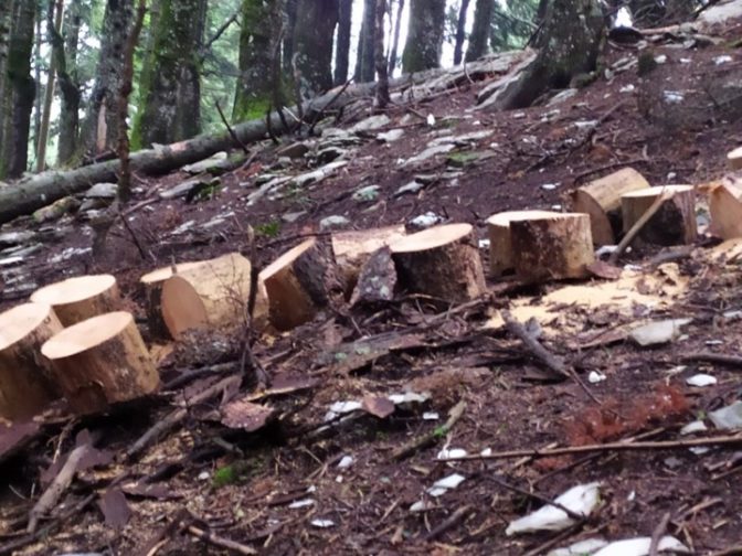 «Ξέφραγο Αμπέλι» ο Δήμος Πύλης