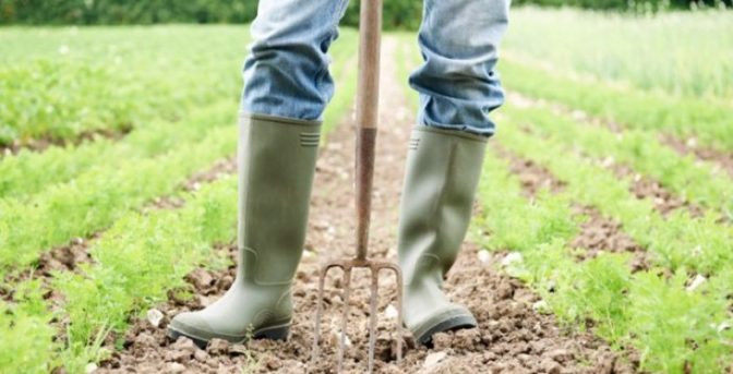 Ενεργοποιήθηκε η ηλεκτρονική υπηρεσία έκδοσης βεβαίωσης Επαγγελματία Αγρότη για το φορολογικό έτος 2020