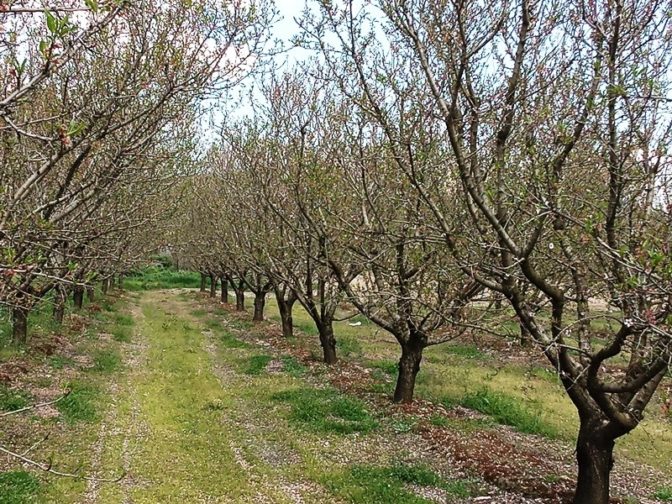 Ένταξη της ζημίας των αμυγδάλων από τον παγετό το 2019 στα ΠΣΕΑ ζητά ο Κόκκαλης