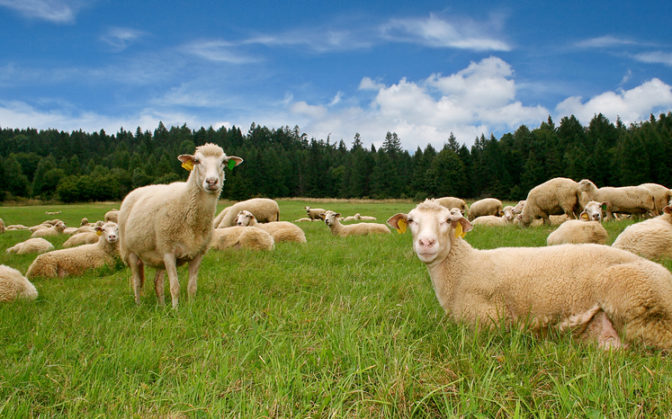 ΥπΑΑΤ: Συνεχίζονται οι έλεγχοι σε αμνοερίφια