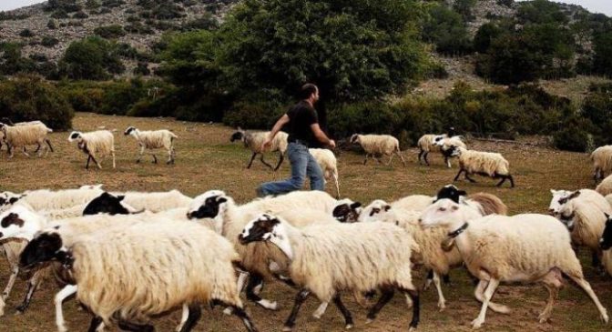 Με τροπολογία Γεωργαντά 45 εκατ. ευρώ στους κτηνοτρόφους για αγορά ζωοτροφών