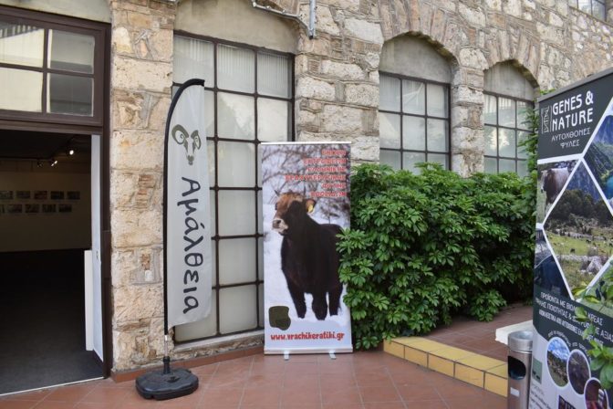 «Γνωριμία με τη Βραχυκερατική Φυλή»