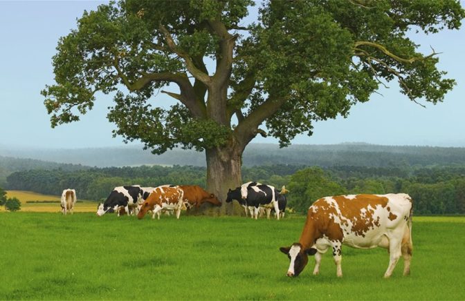 Κόκκαλης σε Γεωργαντά: Να μην μείνουν εκτός βιολογικής κτηνοτροφίας οι μισοί δικαιούχοι, να γίνει άμεσα υπερδέσμευση κονδυλίων