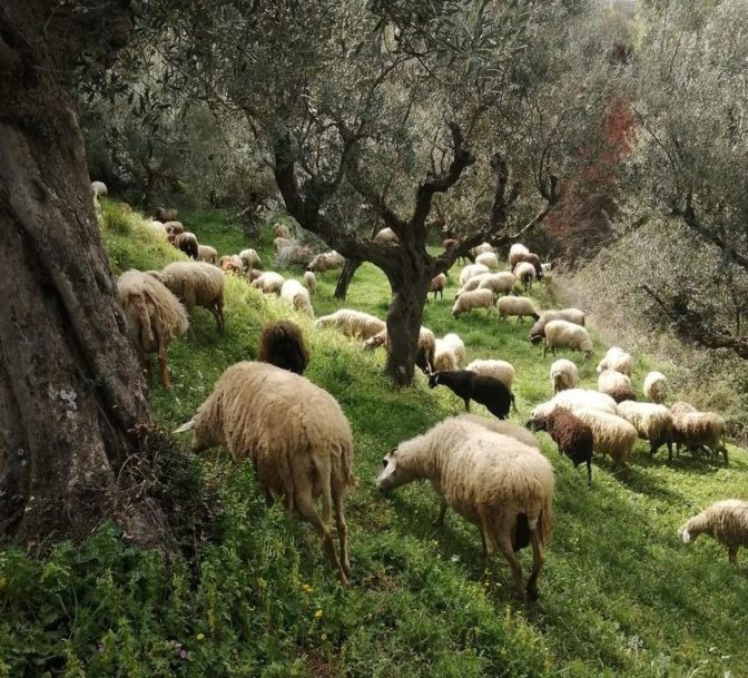Το ΠΕΡΙΒΑΛΛΟΝ και οι κτηνοτρόφοι φροντιστές του