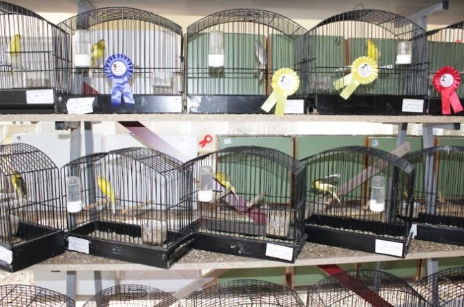 Εντυπωσίασε ο 6ος διαγωνισμός - έκθεση καναρινιών στην Πύλη