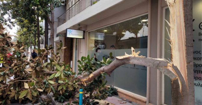 Φορτηγό «θέρισε» δέντρο για να περάσει στον δρόμο