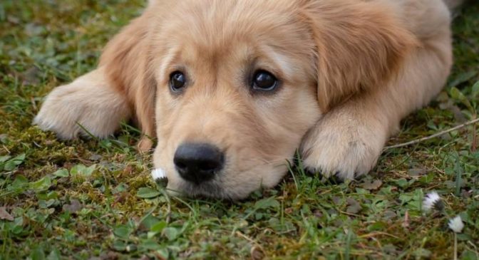 Ασυνείδητοι έριξαν φόλες στο Μύλο Ματσόπουλου