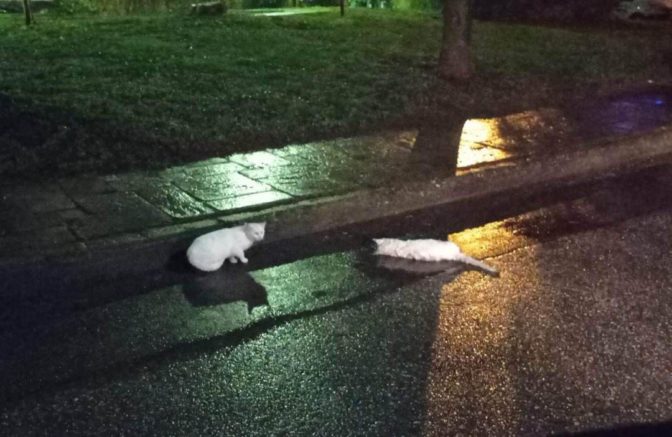 Ασυνείδητοι έριξαν φόλες σε πλατεία στα Τρίκαλα (φωτό)