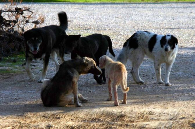 Πυρά Βλιώρα για τα αδέσποτα στην Καλαμπάκα: Η πόλη μας έχει αφεθεί στη μοίρα της και βουλιάζει όλο και περισσότερο