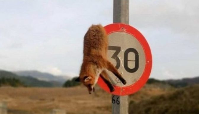 Κτηνωδία στο Μέτσοβο: Σκότωσαν και κρέμασαν αλεπού σε πινακίδα