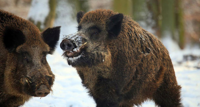 Λεωφορείο του ΚΤΕΛ συγκρούστηκε με αγέλη αγριογούρουνων έξω τη Λάρισα