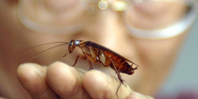 Λάρισα: Περιπέτεια για γυναίκα μετά την… είσοδο κατσαρίδας στο αυτί της!