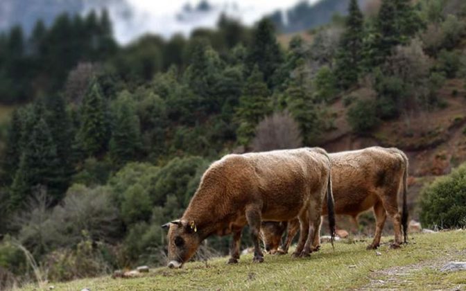 Για πληρωμές κοροϊδία κάνουν λόγο οι αγελαδοτρόφοι Βραχυκερατικής