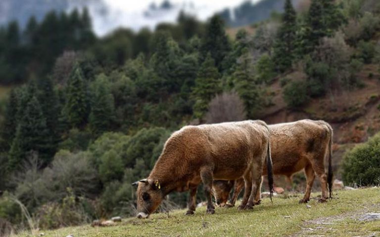 Για πληρωμές κοροϊδία κάνουν λόγο οι αγελαδοτρόφοι Βραχυκερατικής