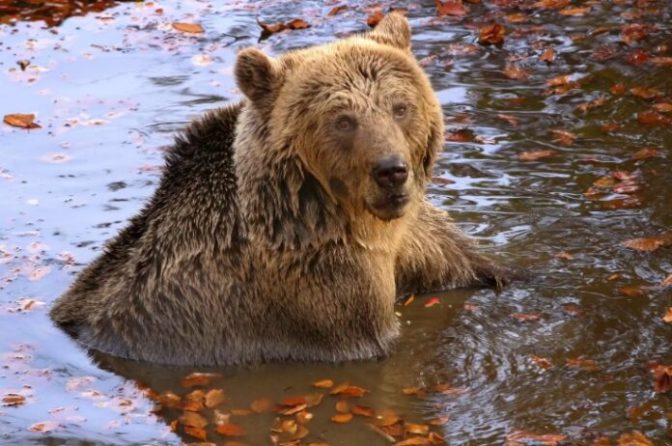Καθαρά Δευτέρα: Το έθιμο με την κλοπή της αρκούδας στην Καρδίτσα και η αληθινή ιστορία