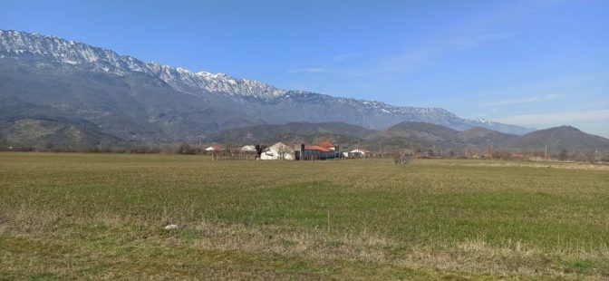 Η περίπτωση της Φιλύρας και η πονεμένη χοιροτροφία